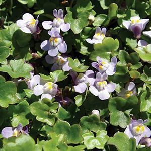 (Kenilworth Ivy) Cymbalaria muralis from Swift Greenhouses