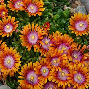 (Ice Plant) Delosperma Fire Spinner® from Swift Greenhouses