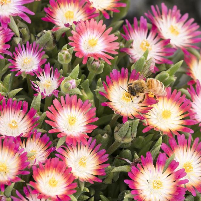 (Ice Plant) PP # 23,453 Delosperma Jewel of Desert™ Ruby from Swift Greenhouses