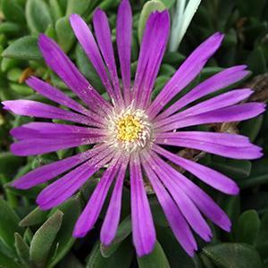 (Ice Plant) Delosperma John Proffitt from Swift Greenhouses