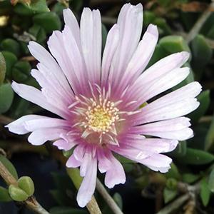 (Ice Plant) Delosperma Lavender Ice® from Swift Greenhouses