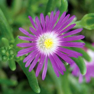 (Ice Plant) Delosperma floribundum Starburst® from Swift Greenhouses