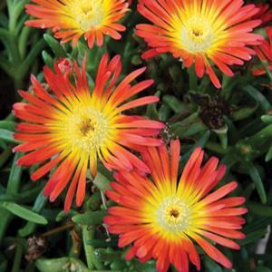 (Ice Plant) PP # 25,645 Delosperma Wheels of Wonder™ Fire Wonder from Swift Greenhouses