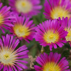 (Ice Plant) PP # 26,157 Delosperma Wheels of Wonder™ Hot Pink Wonder from Swift Greenhouses