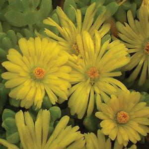 (Ice Plant) Delosperma nubigenum Yellow from Swift Greenhouses