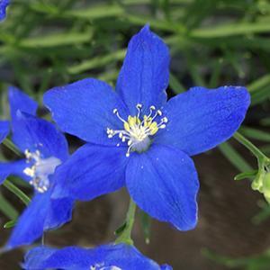 (Larkspur) Delphinium grandiflorum Diamonds Blue from Swift Greenhouses