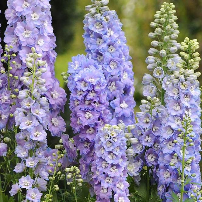 (Larkspur) Delphinium elatum Guardian Lavender from Swift Greenhouses