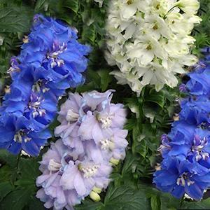 (Larkspur) Delphinium elatum Guardian Mix from Swift Greenhouses