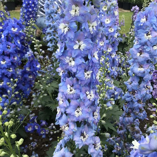 (Larkspur) Delphinium elatum Magic Fountains Mid Blue/White Bee from Swift Greenhouses