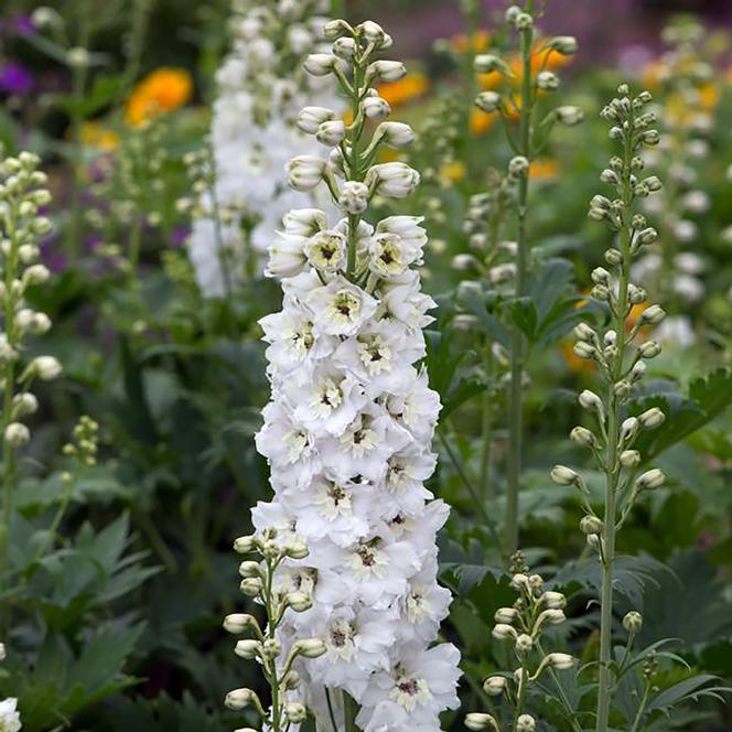 (Larkspur) Delphinium elatum Magic Fountains Pure White from Swift Greenhouses