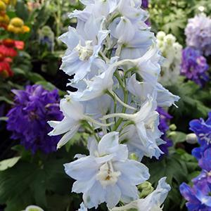 (Larkspur) Delphinium elatum Magic Fountains Sky Blue/White Bee from Swift Greenhouses