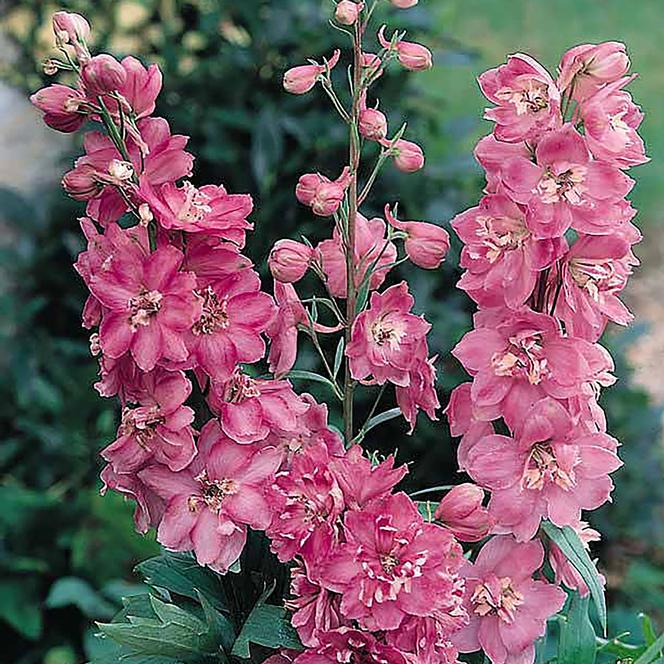 (Larkspur) Delphinium elatum Pacific Giant Astolat from Swift Greenhouses