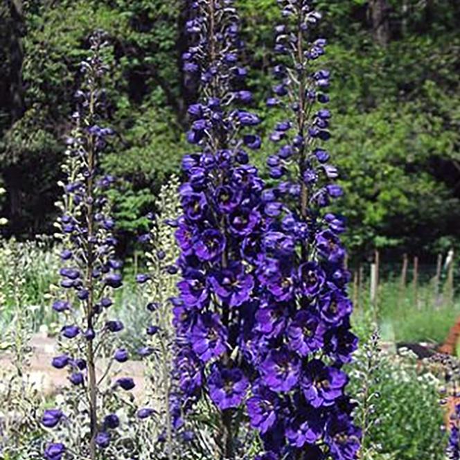 (Larkspur) Delphinium elatum Pacific Giant Black Knight from Swift Greenhouses