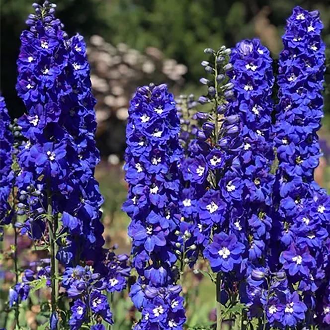 (Larkspur) Delphinium elatum Pacific Giant King Arthur from Swift Greenhouses