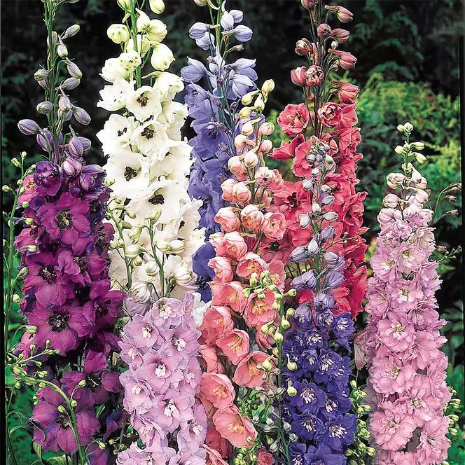 (Larkspur) Delphinium elatum Pacific Giant Mix from Swift Greenhouses