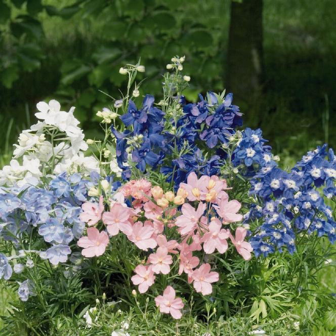 (Larkspur) Delphinium grandiflorum Summer Colors from Swift Greenhouses