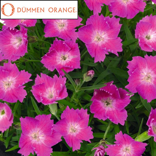 (Hybrid Pinks) PPAF Dianthus hybrida Beauties® Kahori from Swift Greenhouses