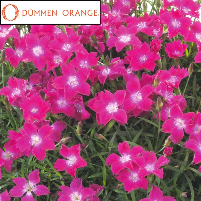 (Hybrid Pinks) PPAF Dianthus hybrida Beauties® Kahori Scarlet from Swift Greenhouses