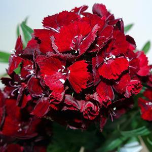 (Sweet William) Dianthus barbatus Barbarini™ Red from Swift Greenhouses