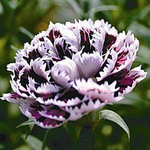 (China Pinks) Dianthus chinensis Velvet 'n Lace from Swift Greenhouses