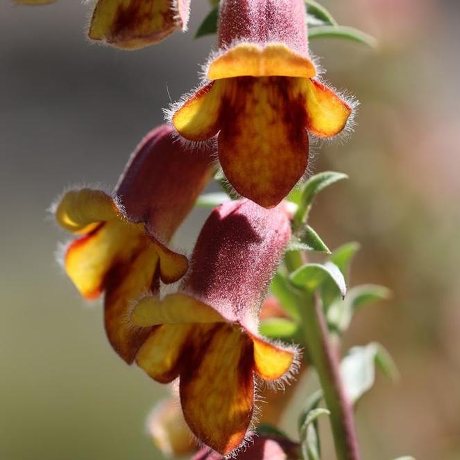 (Foxglove) Digitalis obscura from Swift Greenhouses