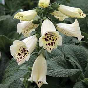 (Foxglove) Digitalis purpurea Camelot Cream from Swift Greenhouses