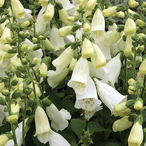 (Foxglove) Digitalis purpurea Camelot White from Swift Greenhouses