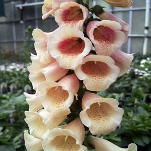 (Foxglove) Digitalis purpurea Dalmatian Peach from Swift Greenhouses