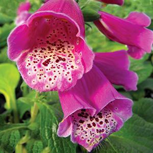 (Foxglove) Digitalis purpurea Dalmatian Purple from Swift Greenhouses