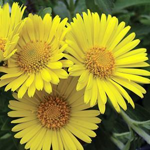 (Leopard's Bane) Doronicum orientale Little Leo from Swift Greenhouses