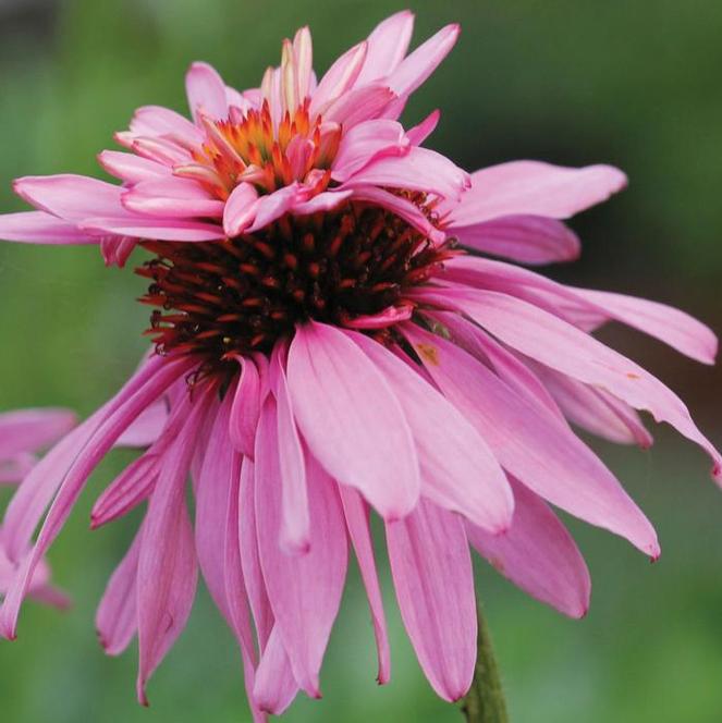 (Coneflower) Echinacea purpurea Doubledecker from Swift Greenhouses