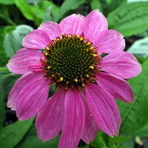 (Coneflower) Echinacea purpurea PowWow® Wild Berry from Swift Greenhouses