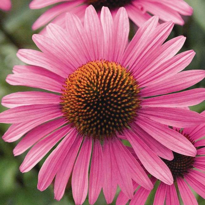 Coneflower Echinacea Purpurea Primadonna Deep Rose From Swift