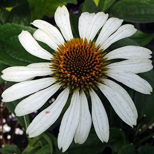 (Coneflower) Echinacea purpurea White Swan from Swift Greenhouses