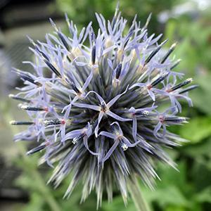 (Globe Thistle) Echinops Ritro from Swift Greenhouses