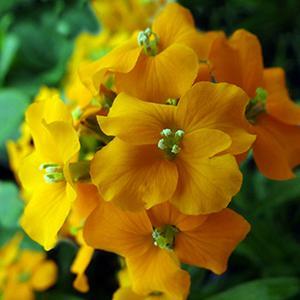 (Cheiranthus) Erysimum allioni Orange Bedder from Swift Greenhouses