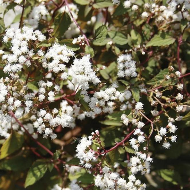 (Mist Flower) Eupatorium rugosum Chocolate from Swift Greenhouses