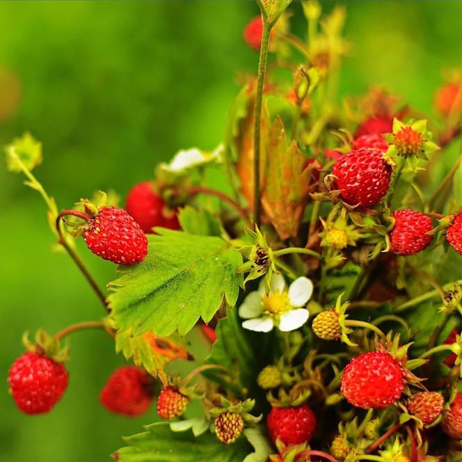 (Alpine Strawberry) Fragaria vesca Alexandria from Swift Greenhouses