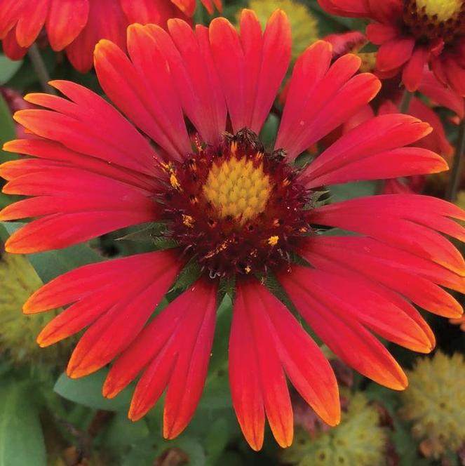 (Blanket Flower) Gaillardia grandiflora Arizona Red Shades from Swift Greenhouses