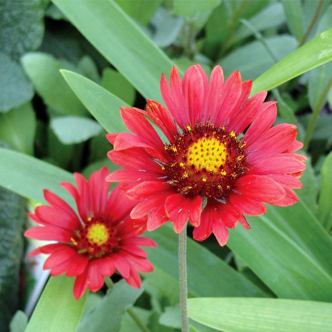 (Blanket Flower) Gaillardia grandiflora Burgundy from Swift Greenhouses