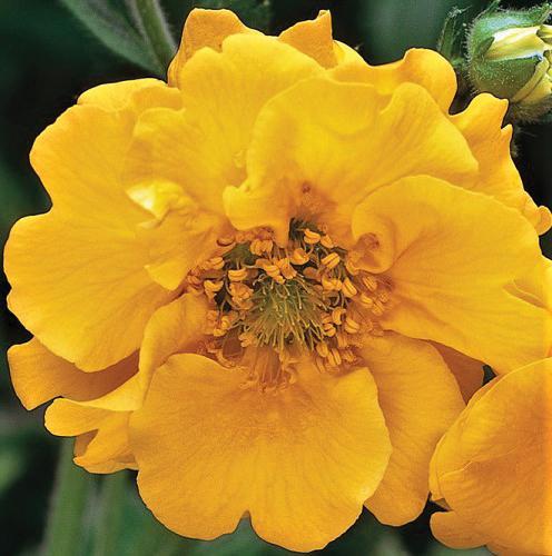 (Avens or Grecian Rose) Geum chiloense Lady Stratheden from Swift Greenhouses