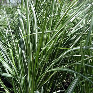 Calamagrostis x acutiflora Grass Perennial Avalanche from Swift Greenhouses