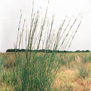 Andropogon gerardii Grass Native Prairie Big Bluestem from Swift Greenhouses