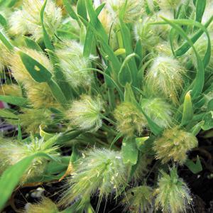 Lagurus Grass Annual Bunny Tails from Swift Greenhouses