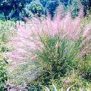 Mulenbergia capillaris Grass Perennial Cotton Candy from Swift Greenhouses