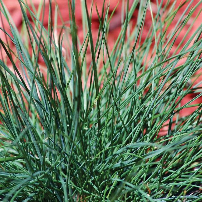 Festuca glauca Grass Perennial Fescue Blue from Swift Greenhouses