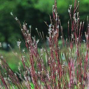 Schizachyrium scoparium Grass Native Prairie Little Bluestem from Swift Greenhouses