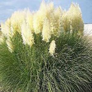 Cortaderia selloana Grass Annual Pampas White from Swift Greenhouses