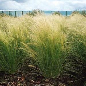 Stipa Grass Perennial Pony Tails from Swift Greenhouses