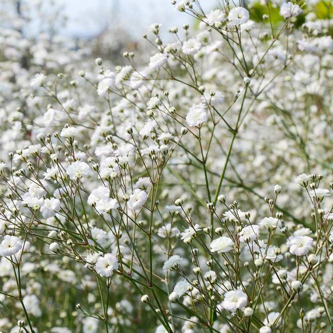 Babys Breath Seeds (Perennial) - Snowflake